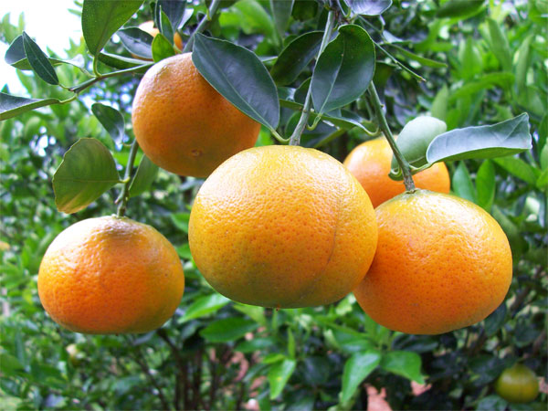 tangerine-tree.jpg